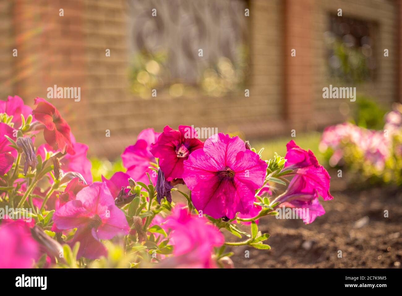 I fiori rosa Petunia crescono in un giardino estivo soleggiato. Foto Stock