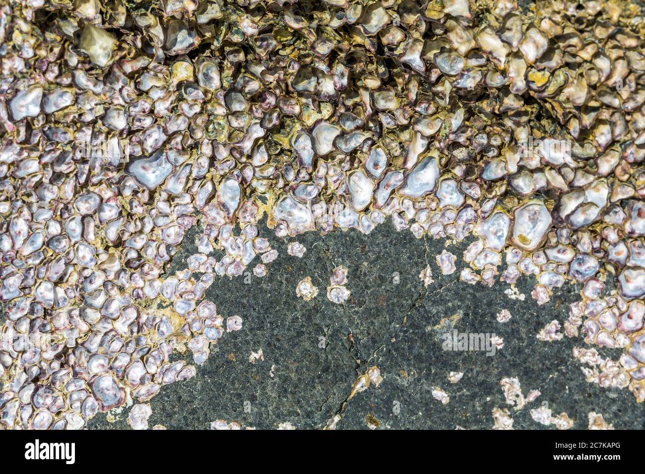 Scogliere di granito nero coperte di piccole conchiglie, Andilana Beach, Nosy Bé Island, Madagascar, Africa, Oceano Indiano Foto Stock