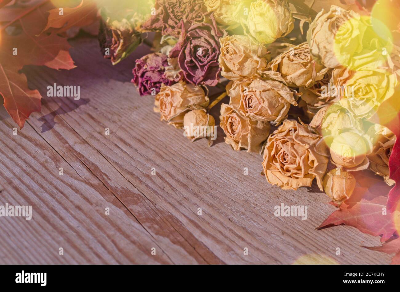 Rose secche su vecchio sfondo di legno. Concetto di fiori morti. La transizione della gioventù e della bellezza Foto Stock