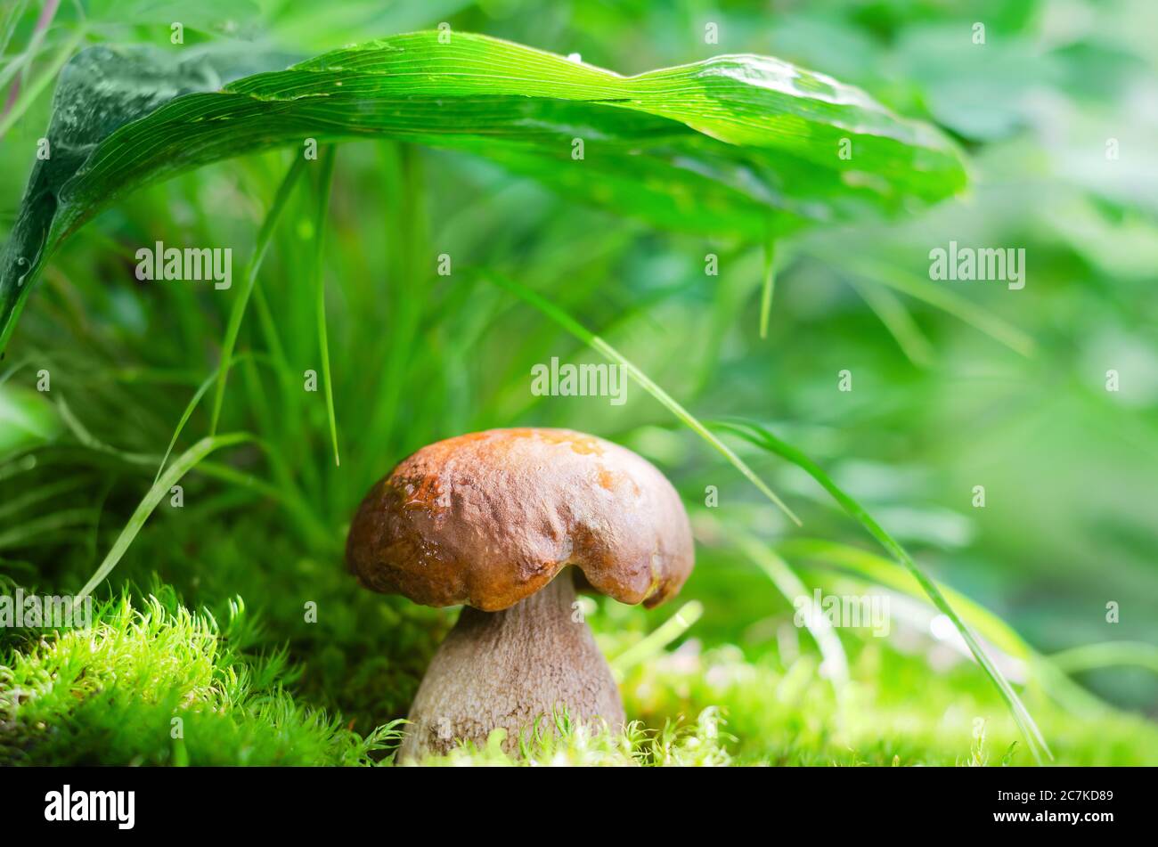 Funghi Commestibili Nella Foresta Su Sfondo Verde Un Piccolo Fungo Bianco Nascosto Sotto Un Giglio Della Foglia Di Valle Macrofotografia Soft Selective Foto Stock Alamy