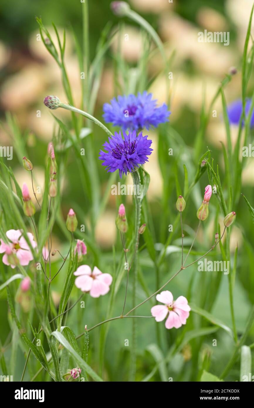 Primo piano di fiori di mais blu fiorito in un giardino di cottage wildflower confine nel Regno Unito nel mese di luglio Foto Stock