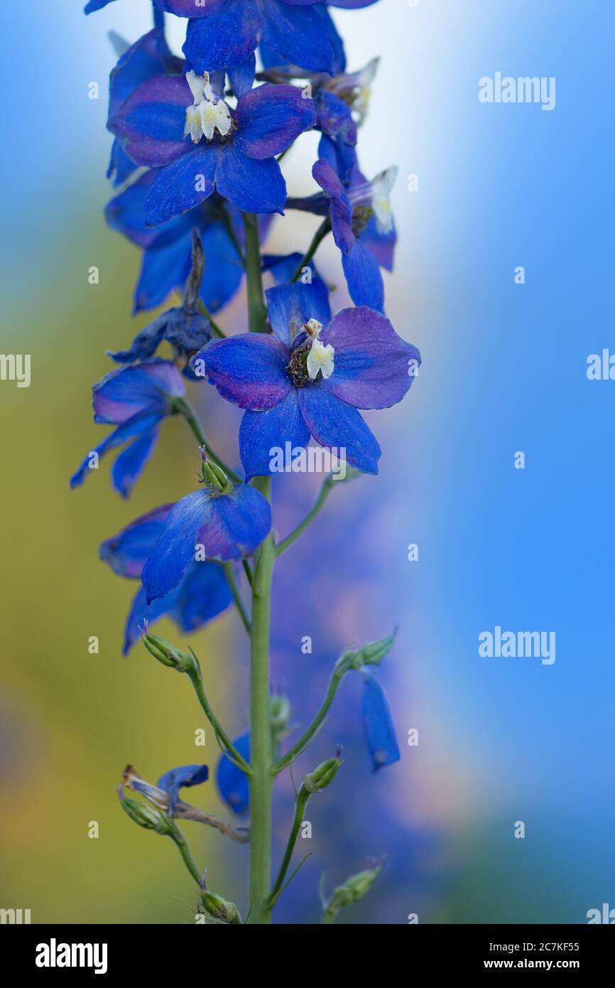 Delphinium Magic Fountain in giardino. Collezione di delphinium a fiore blu doppio Foto Stock