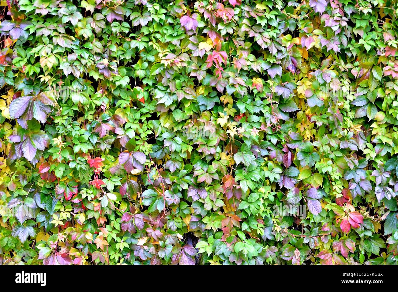 parete sovrastato da piante da arrampicata, struttura della parete di foglie colorate per sfondi di design e sfondi eco e sculture per opere d'arte Foto Stock