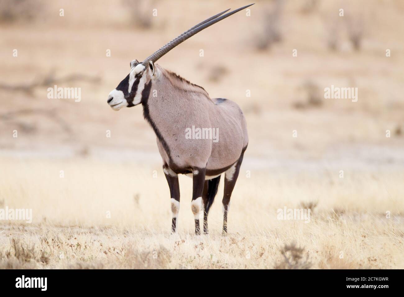 Bellissimo scatto di un gemsbok in piedi sul campo cespuglio con uno sfondo sfocato Foto Stock