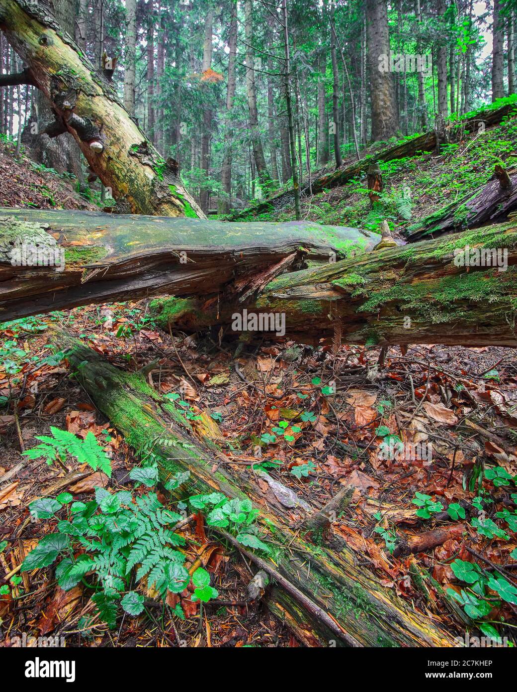 vecchi alberi caduti nella foresta. Falen parte in autunno. Regione Carpazi. Ucraina Foto Stock