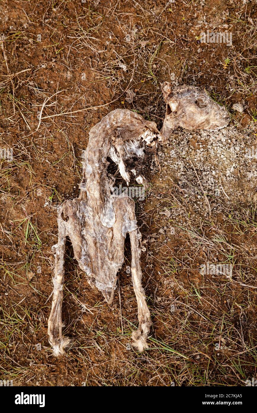 Conigli, carcasse, scheletri, morte, cambiamenti climatici Foto Stock