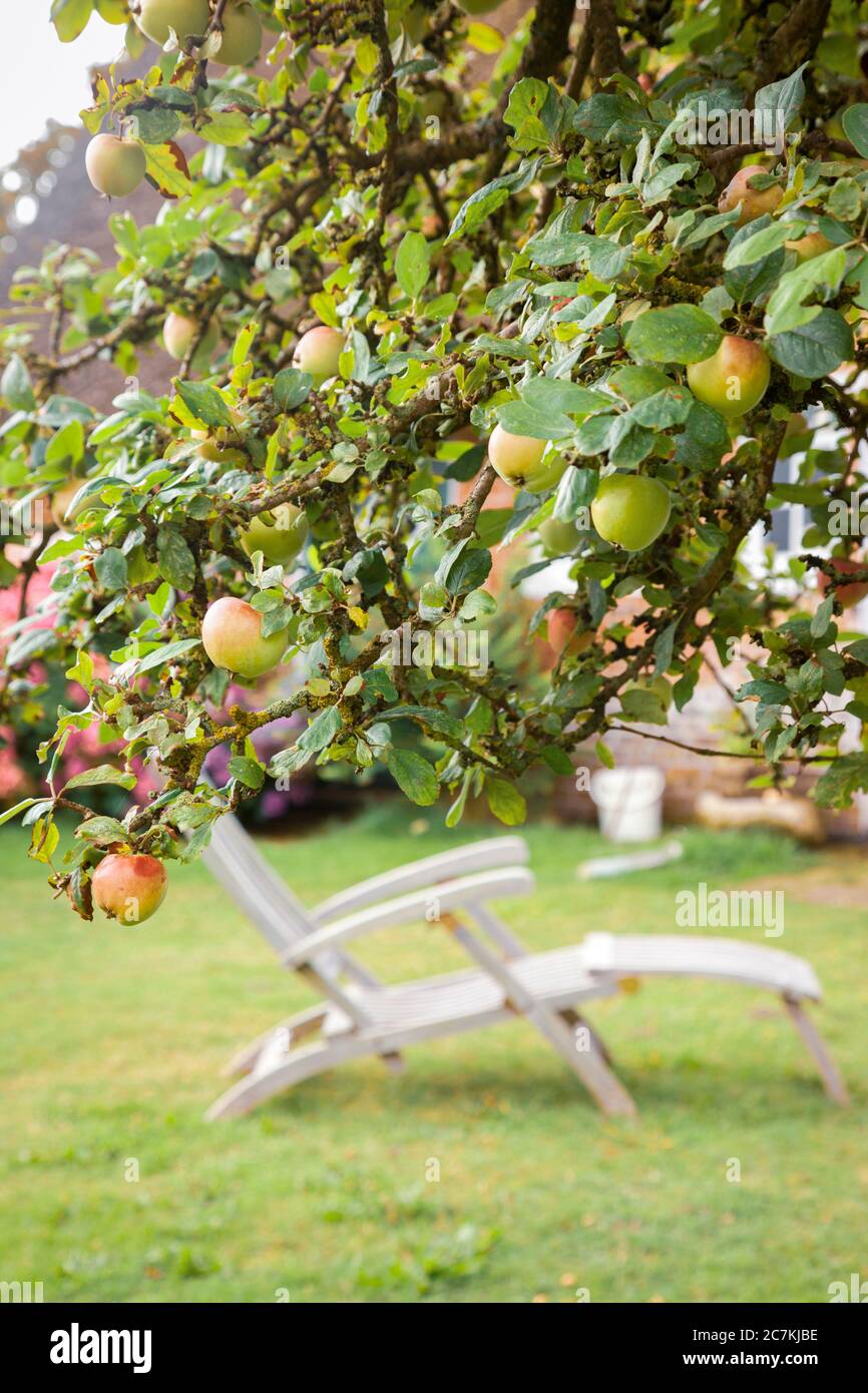 Albero di mele, frutta, tempo di raccolta, autunno, verde, foglie Foto Stock