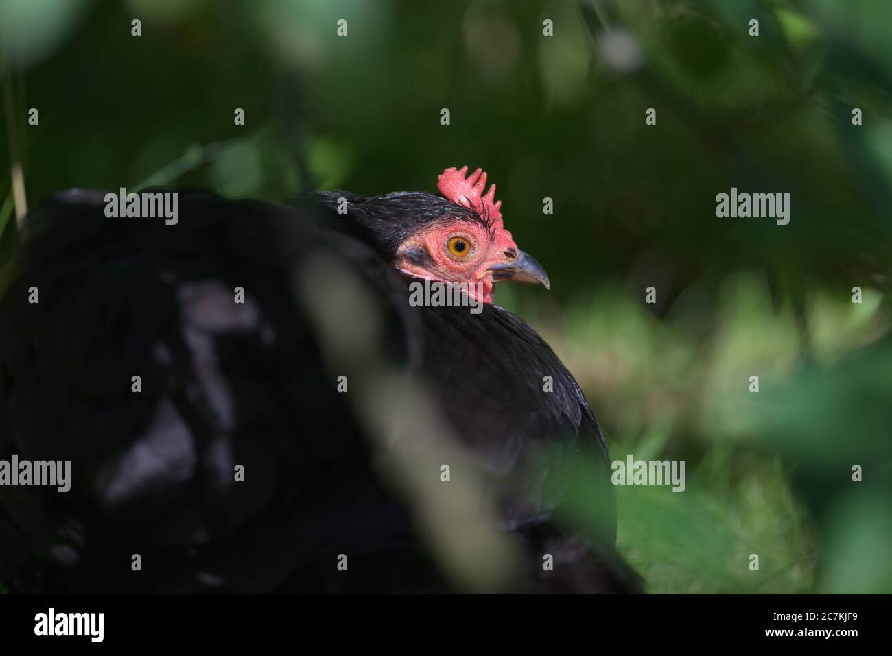 Primo piano ritratto del volto rosso di un piccolo pekin nero bantam puro pollo di razza animale domestico mentre si siede in sottobosco. Foto Stock