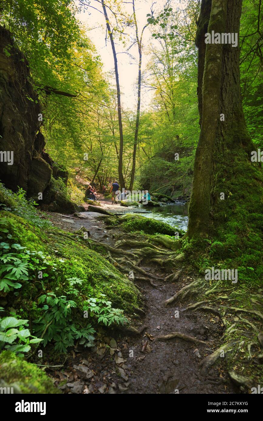 Un gruppo di escursionisti siede nell'Ehrbachklamm e ha un picnic, in primo piano un albero con un impressionante sistema di radici Foto Stock