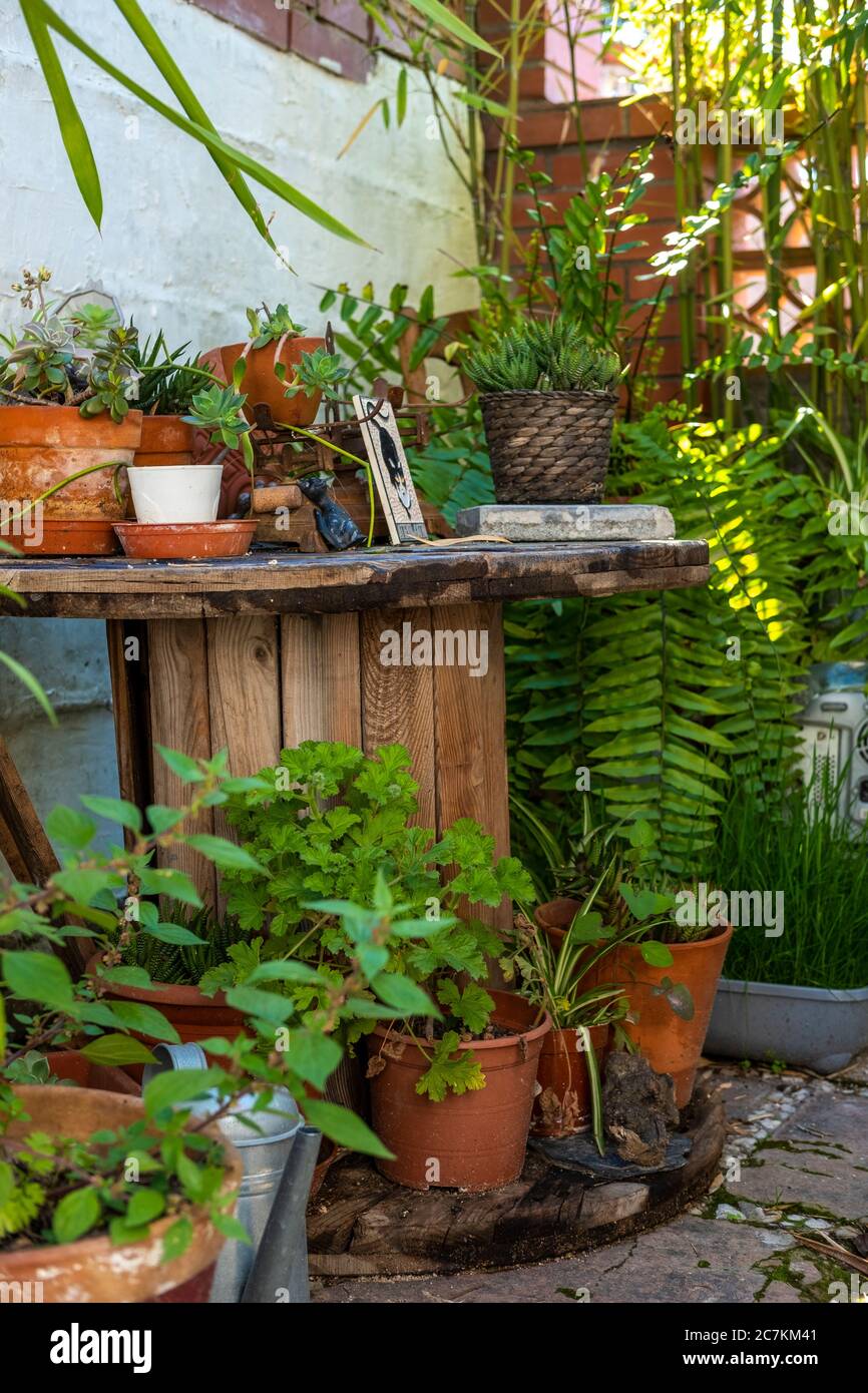 Particolare di un giardino in stile mediterraneo a Barcellona nei primi giorni della primavera Foto Stock