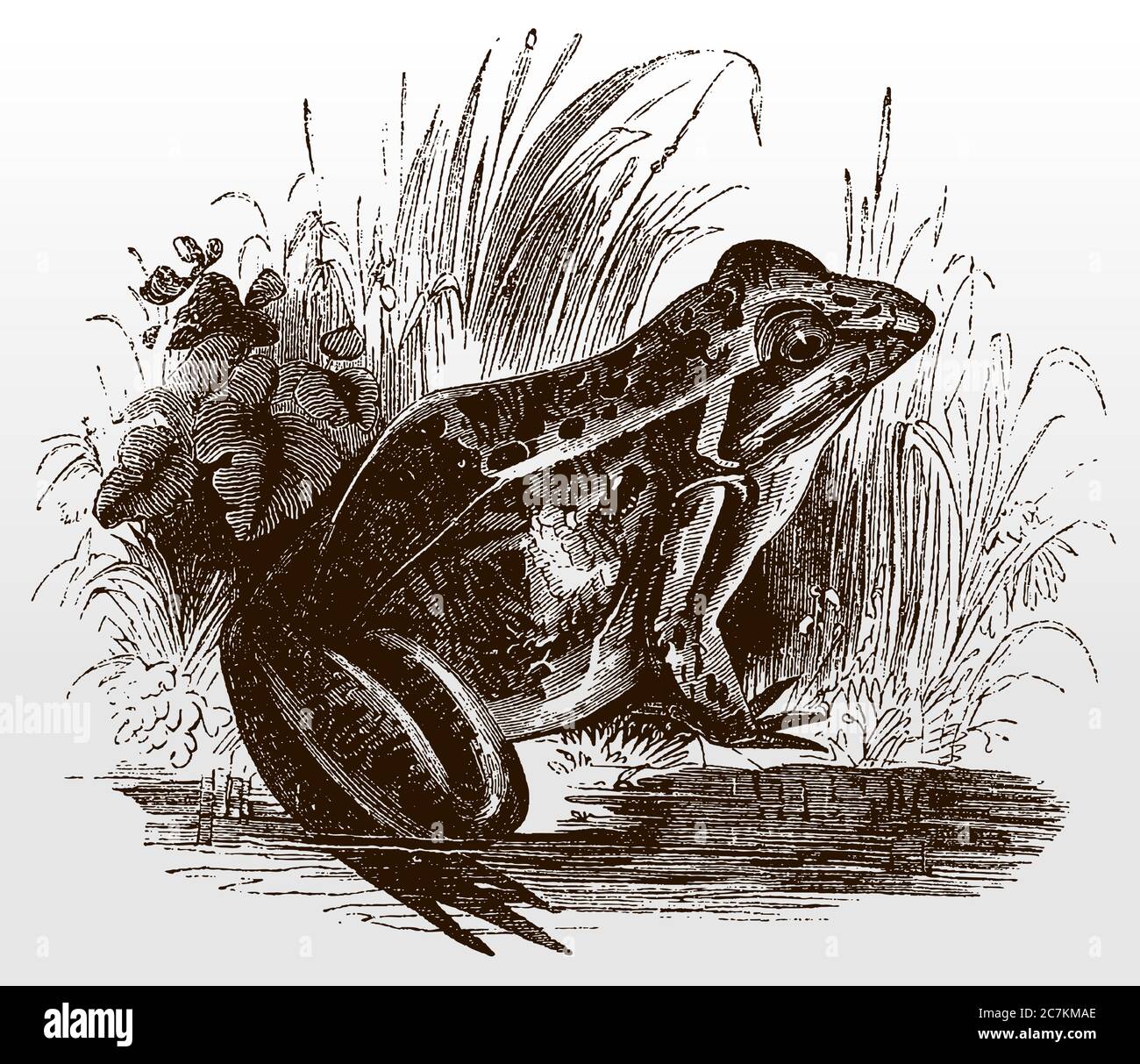 Rana comune, rana temporaria in vista laterale seduta sulla riva di uno stagno, dopo un'antica illustrazione del 19 ° secolo Illustrazione Vettoriale