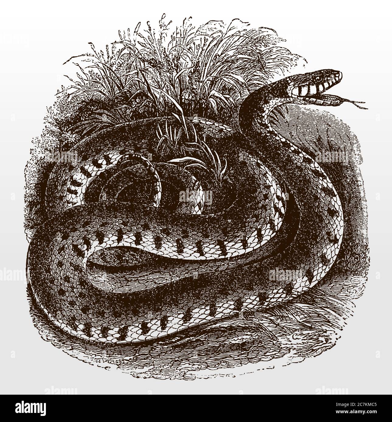 Serpente d'erba a spirale, natrix giacente tra erbe e ondolando la lingua, dopo un'antica illustrazione del 19 ° secolo Illustrazione Vettoriale