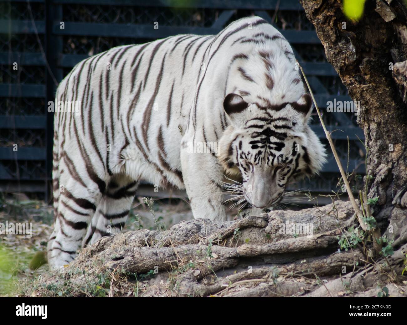 Tigre del Bengala bianco, zoo. La tigre bianca o imbianchita è una variante di pigmentazione della tigre del Bengala. Foto Stock