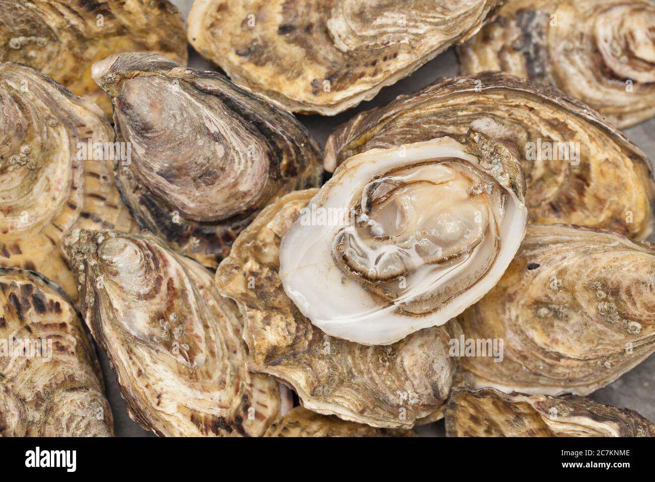 Ostriche fresche dall'allevatore Foto Stock