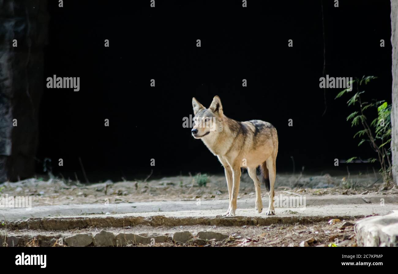 I jackals sono mammiferi onnivori di medie dimensioni del genere Canis. Foto Stock