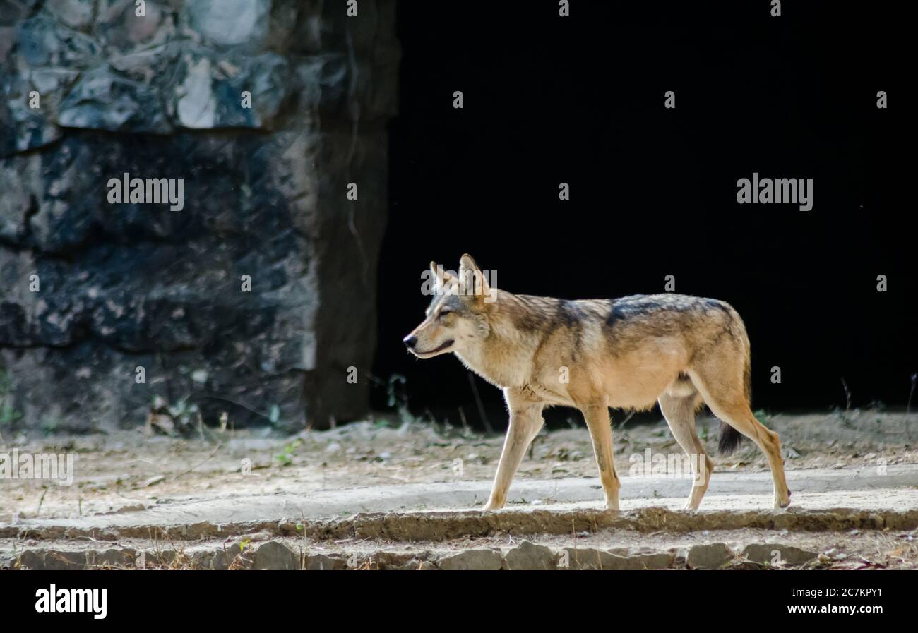 I jackals sono mammiferi onnivori di medie dimensioni del genere Canis. Foto Stock