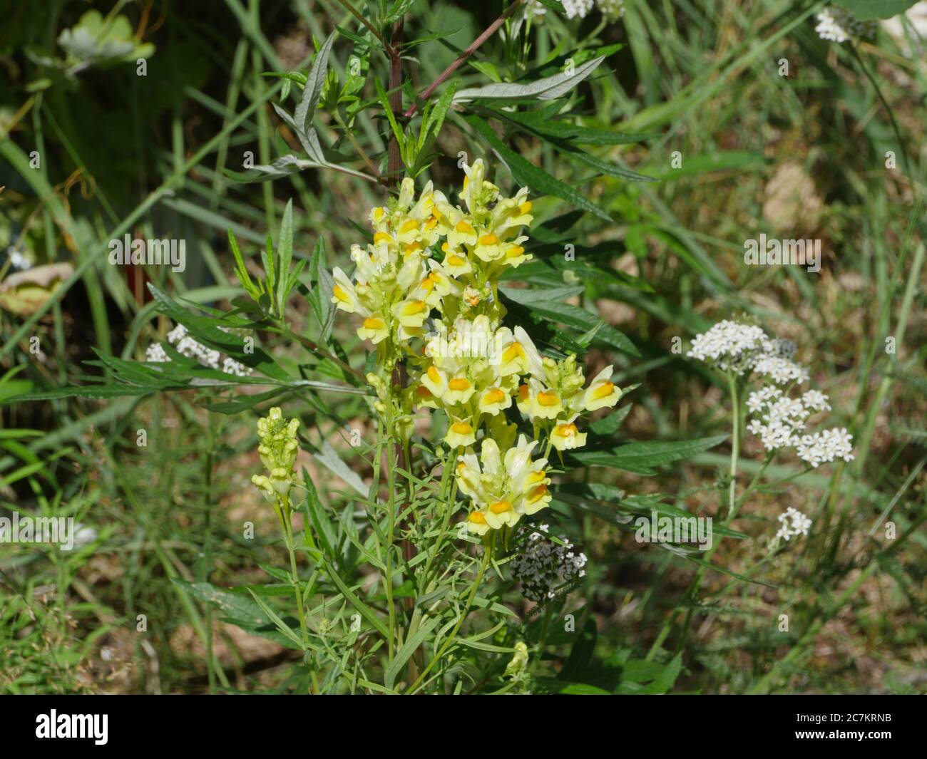 fiori gialli di comune toadflax, pianta erboristeria medica Foto Stock