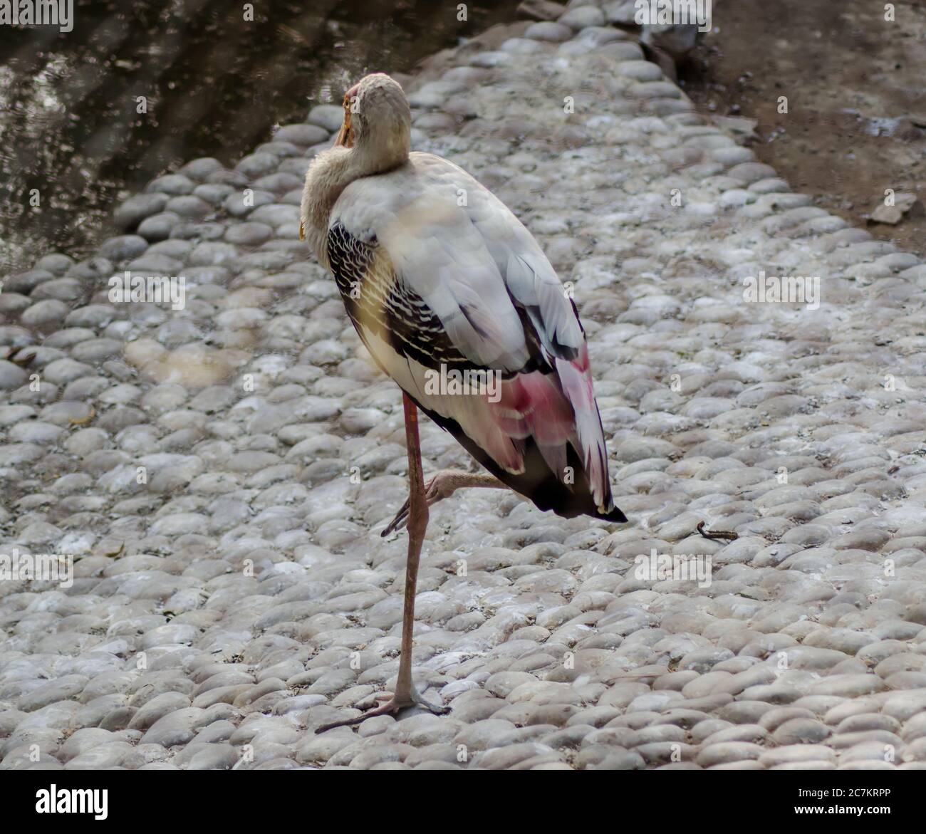 Cicogne sono grandi, lunghe gambe, a collo lungo i trampolieri con lunghi, stout fatture. Foto Stock