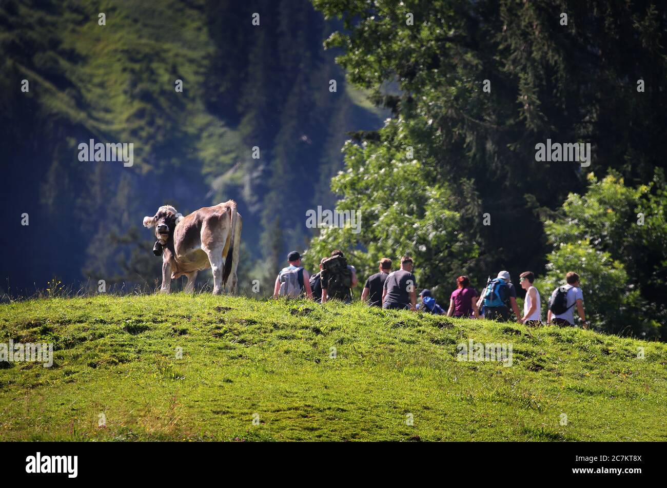 Rettenberg, Germania. 18 luglio 2020. Gli escursionisti camminano lungo la Grünten dietro una mucca al pascolo sotto il sole. Credit: Karl-Josef Hildenbrand/dpa/Alamy Live News Foto Stock