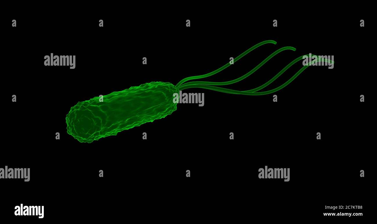 Helicobacter pylori o H. pylori nell'illustrazione 3d Foto Stock