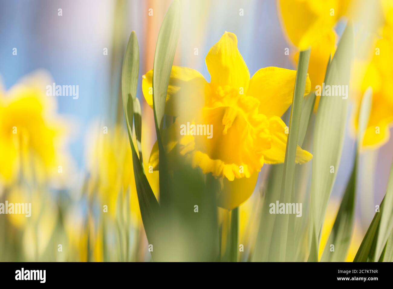 Yellow Narcissus, Springtime, Garden, Finlandia Foto Stock