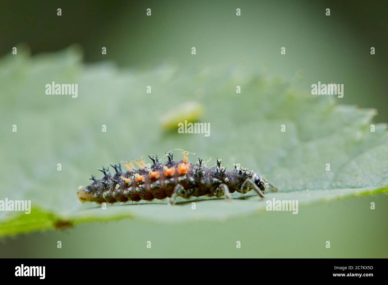ladybug asiatico, harmonia axyridis, larva Foto Stock