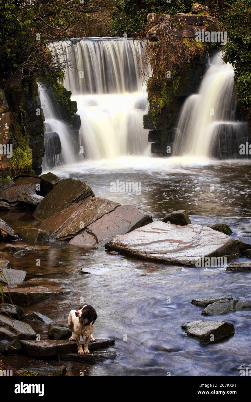La cascata di Pennlergare Valley Woods vicino a Swansea in Galles UK una popolare destinazione turistica stock foto Foto Stock