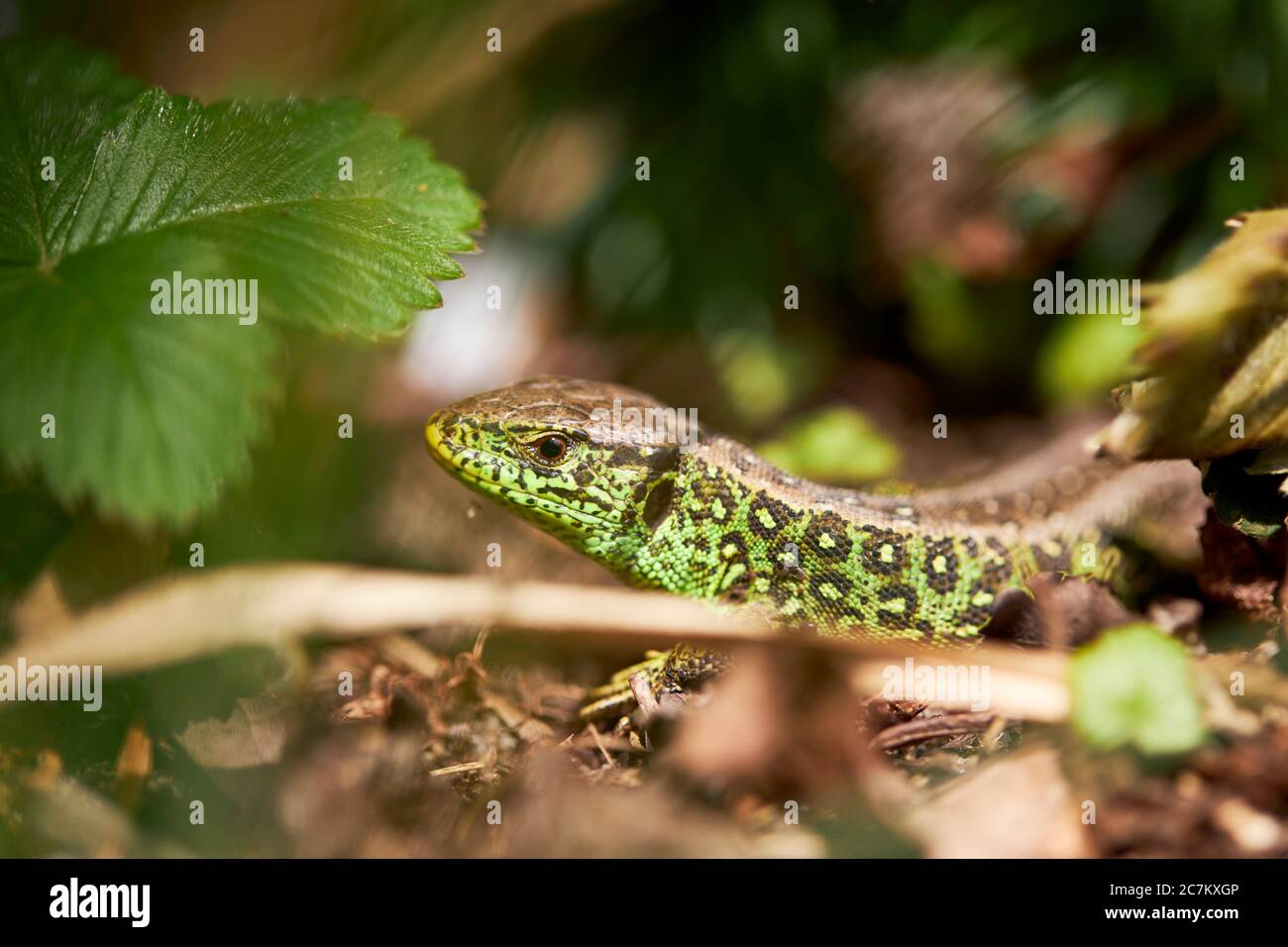 Lucertola di sabbia, Lacerta agilis, maschio Foto Stock