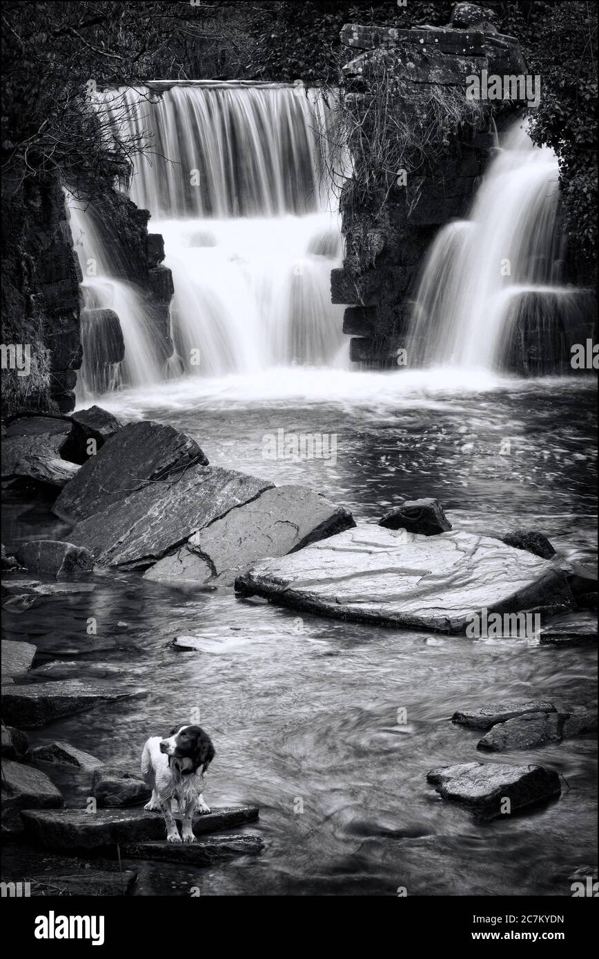 La cascata di Pennlergare Valley Woods vicino a Swansea nel Galles UK una popolare destinazione turistica immagine monocromatica in bianco e nero Foto Stock
