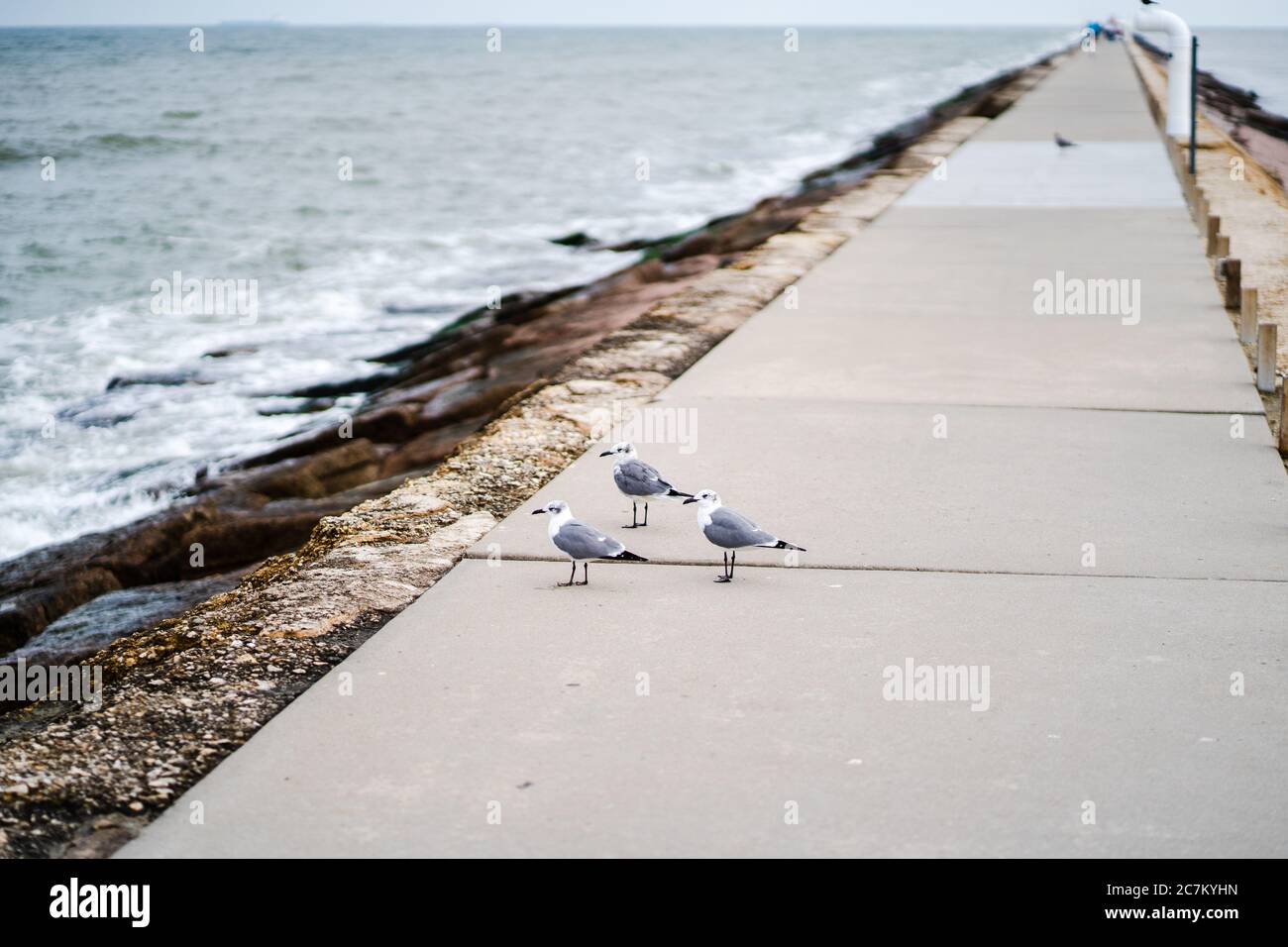 Scatto di tre gabbiani che si erigano sulla passerella lastricata successiva ad una spiaggia Foto Stock