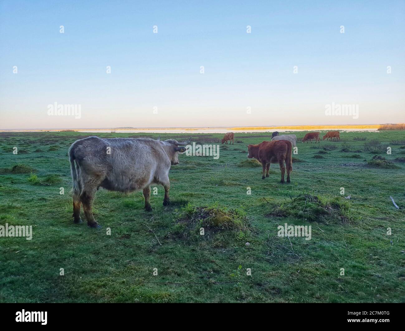 Mucche che pascolano nel campo durante il tramonto Foto Stock