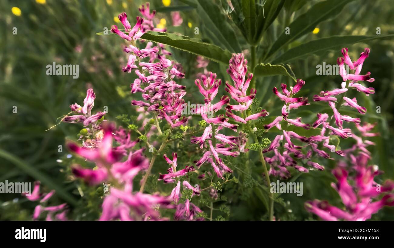 Fumo di terra fiorito in primavera a Coursan Foto Stock