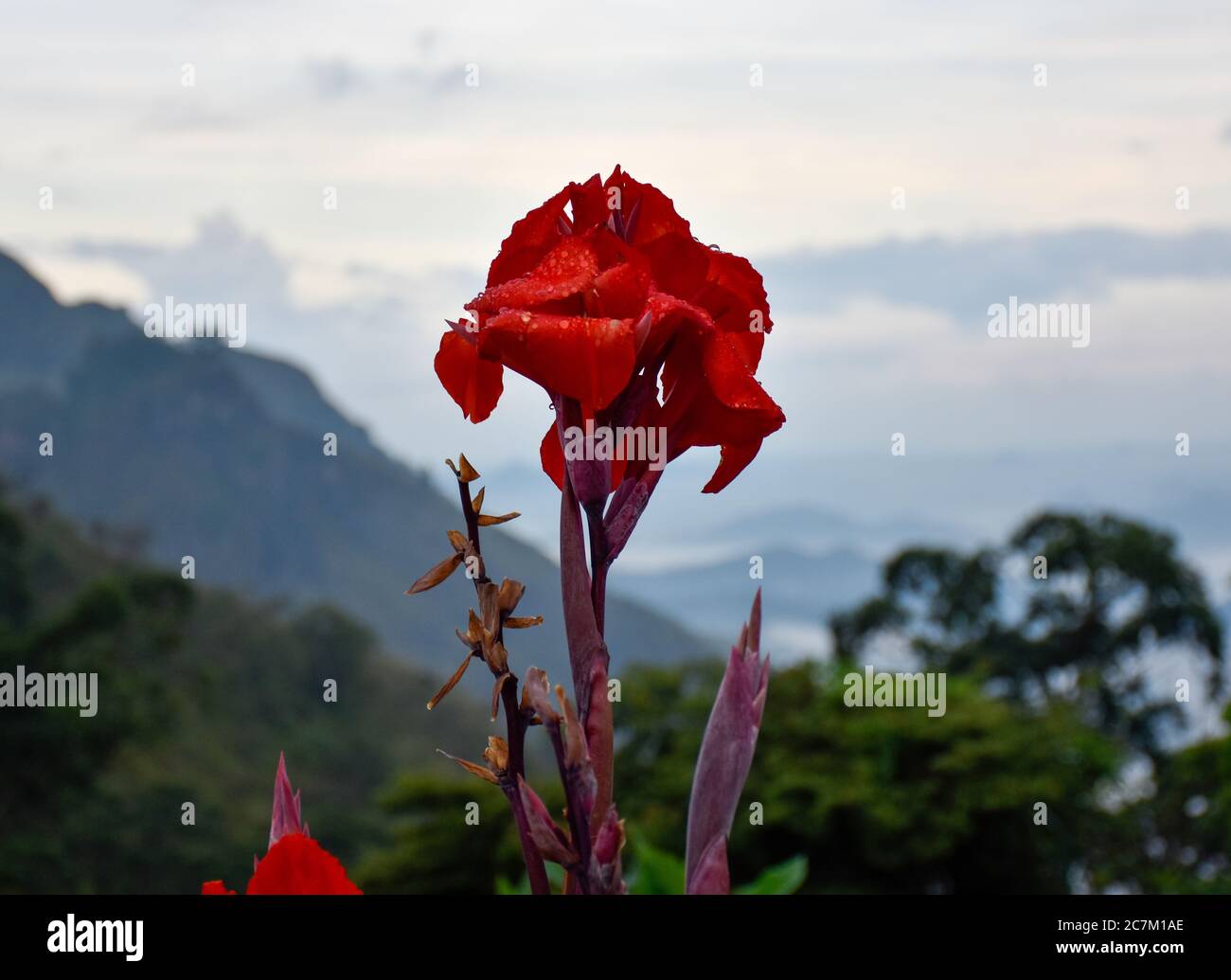 Bel fiore rosso con gocce di rugiada in cima a Ella, Sri Lanka Foto Stock