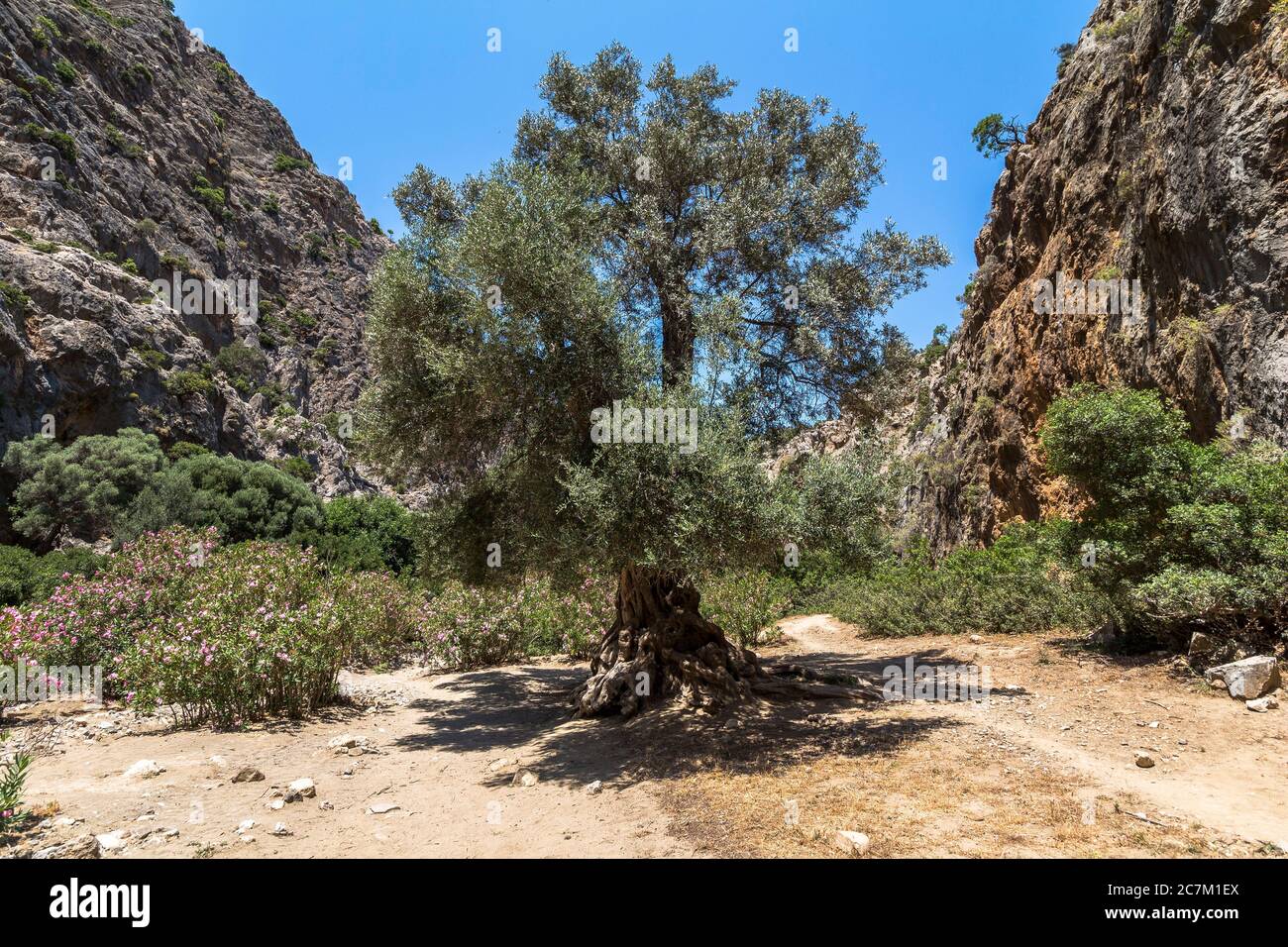 Arbusti e alberi in fiore nella Gola di Agiofaraggo vicino a Mátala, Creta meridionale, Grecia Foto Stock