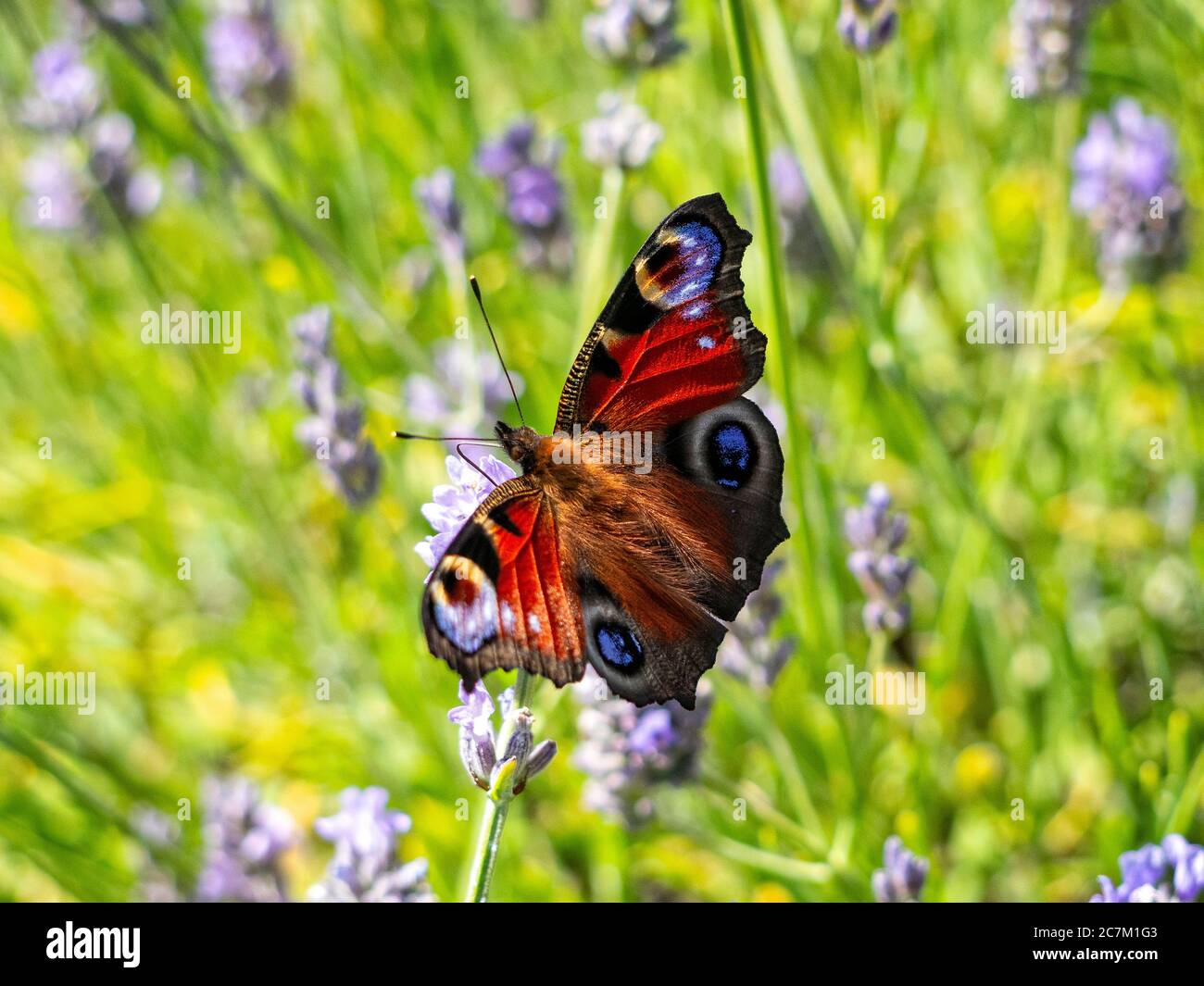 Farfalla di pavone sulla lavanda. Foto Stock