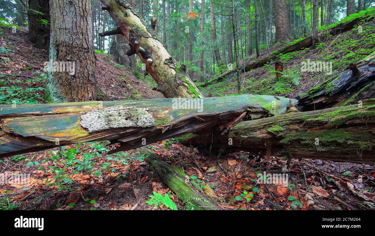vecchi alberi caduti nella foresta. Falen parte in autunno. Regione Carpazi. Ucraina Foto Stock