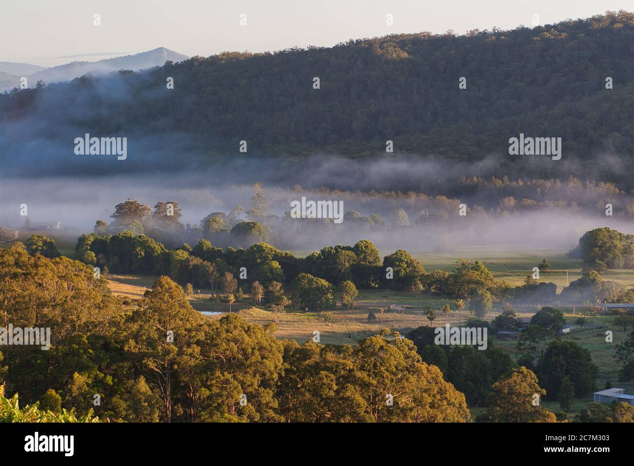 Una valle con bassa nebbia tra gli alberi vicino a Macksville nel New South Wales centro-orientale, Australia. Foto Stock