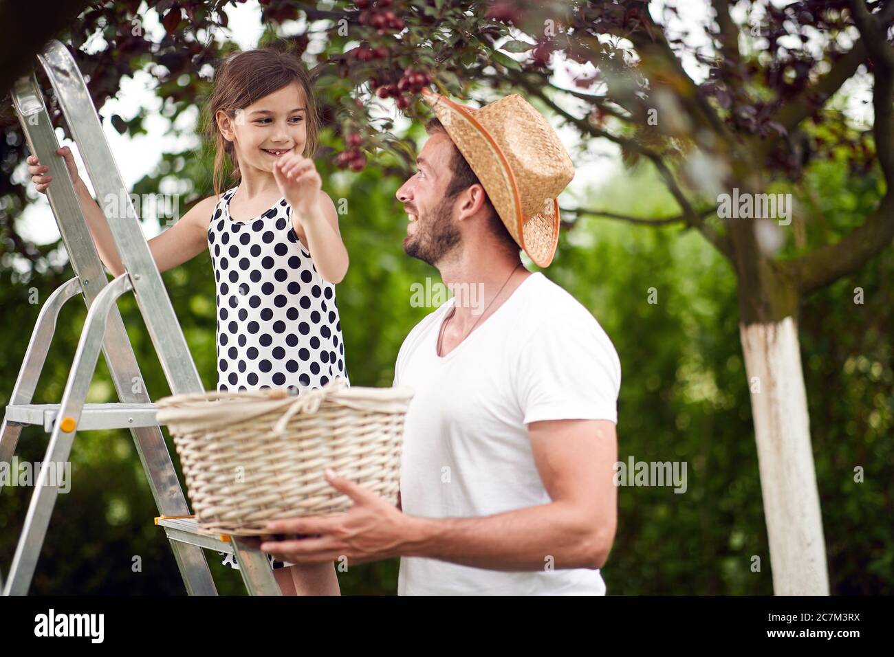 Sorridente bambina raccoglie una ciliegia da un albero in giardino di ciliegia con suo padre. Foto Stock