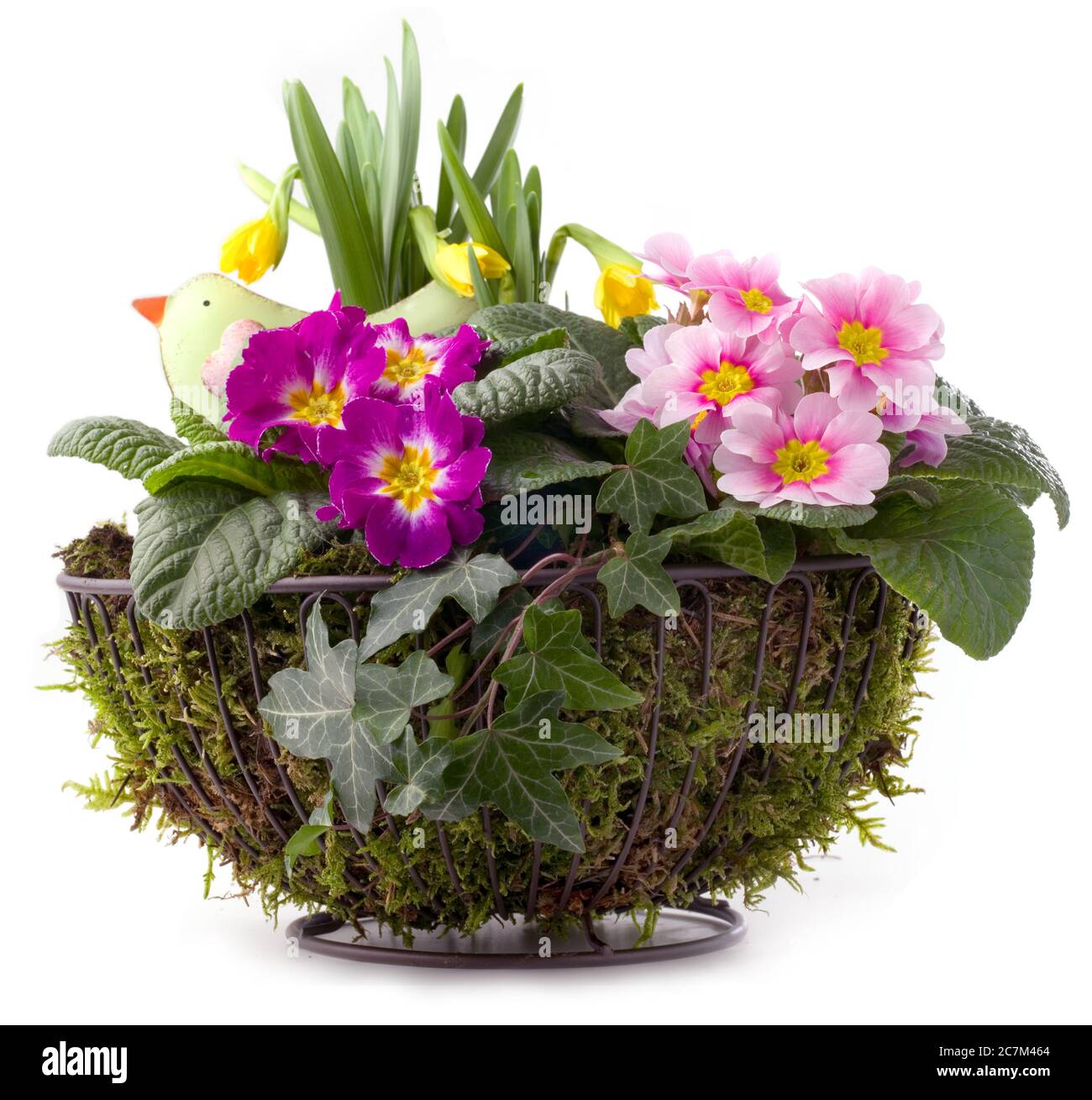 Vaso di fiori con primrose, narcisi e muschio isolati su sfondo bianco Foto Stock