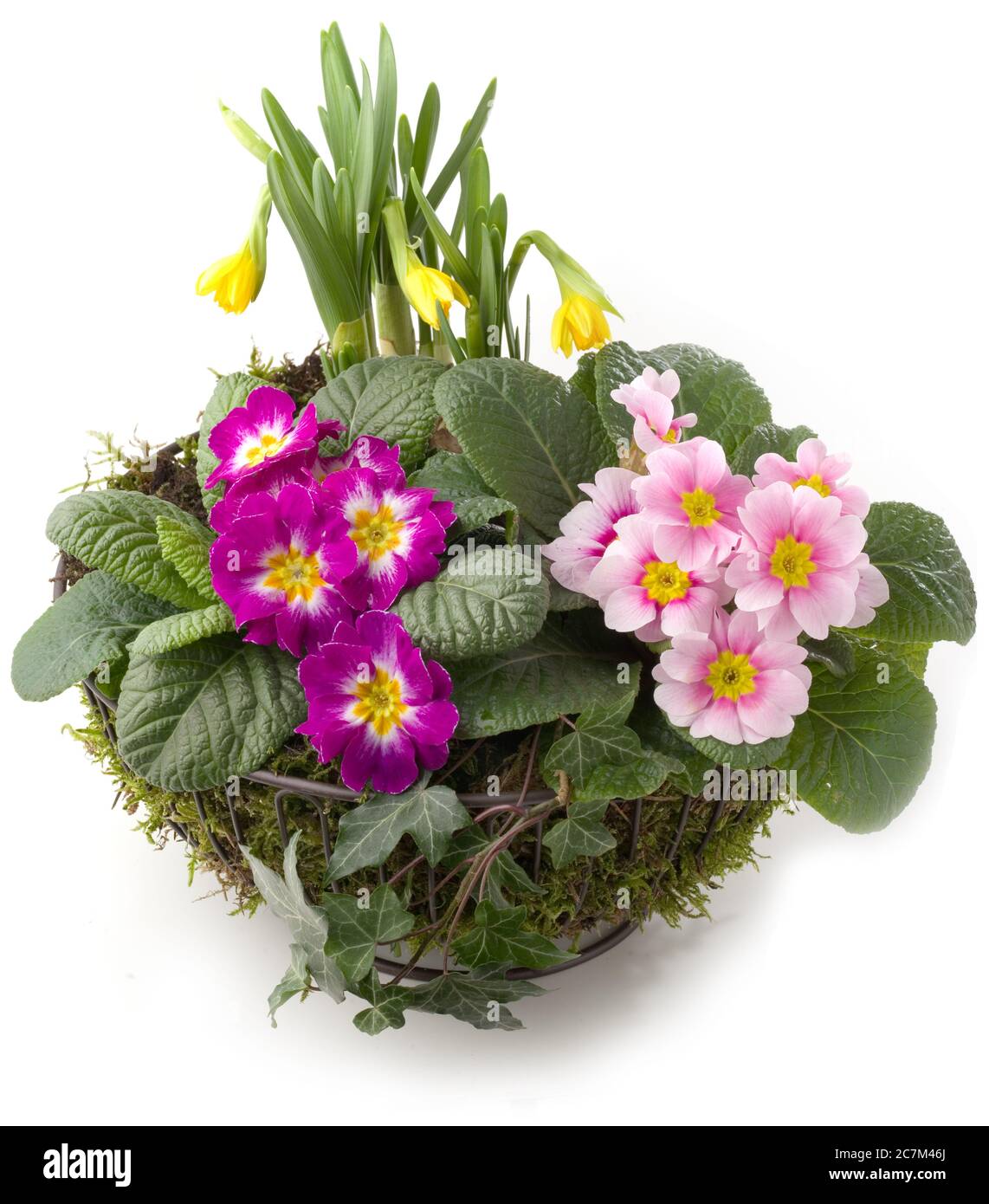 Decorazione primaverile - vaso con fiori isolati di primerote e narcisi Foto Stock