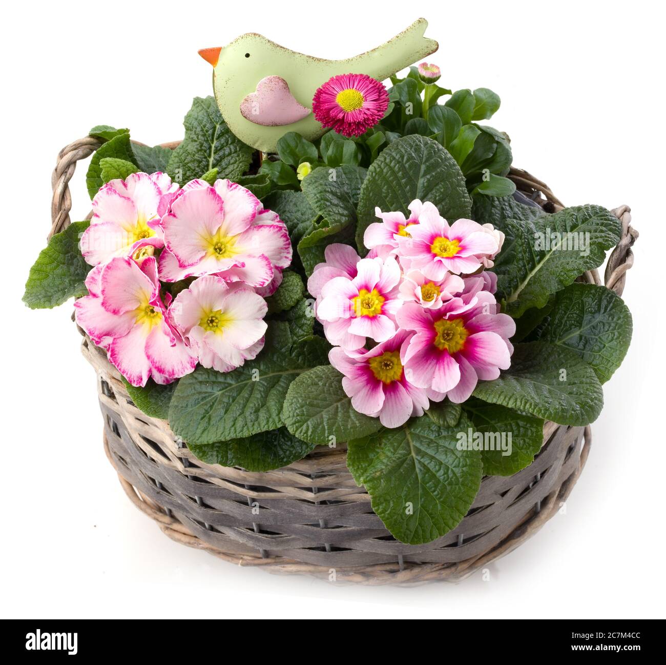 Fiori di primavera e piccolo uccello in pianta ciotola isolato contro bianco Foto Stock