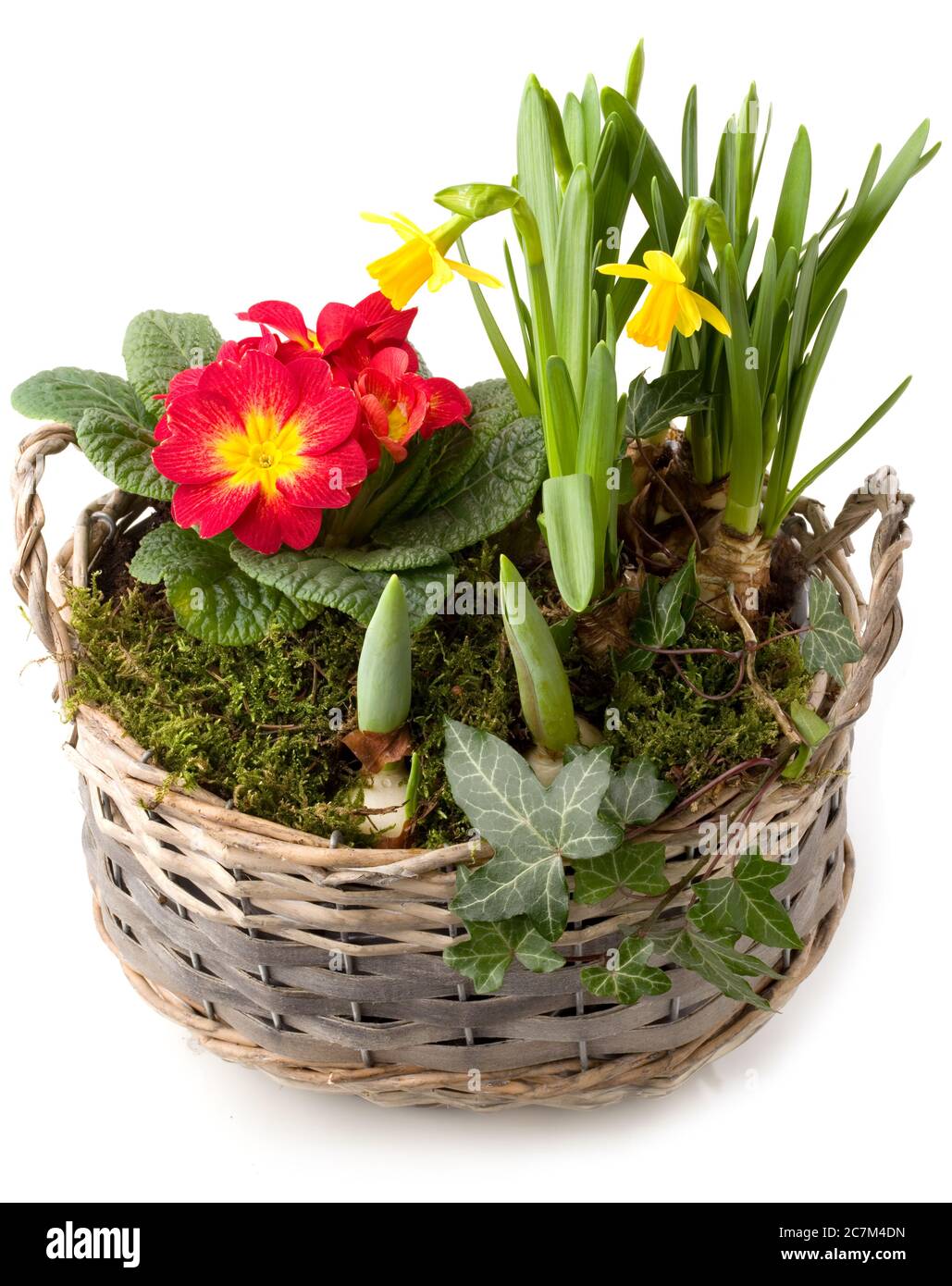 Fiori di primavera in pianta ciotola isolato contro bianco Foto Stock