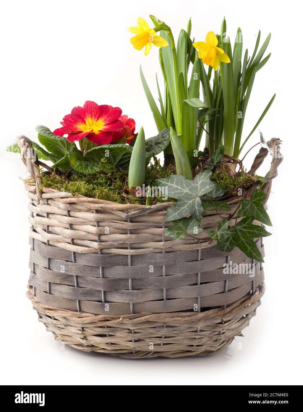 Fiori di primavera in pentola di piantatura isolato contro sfondo bianco Foto Stock
