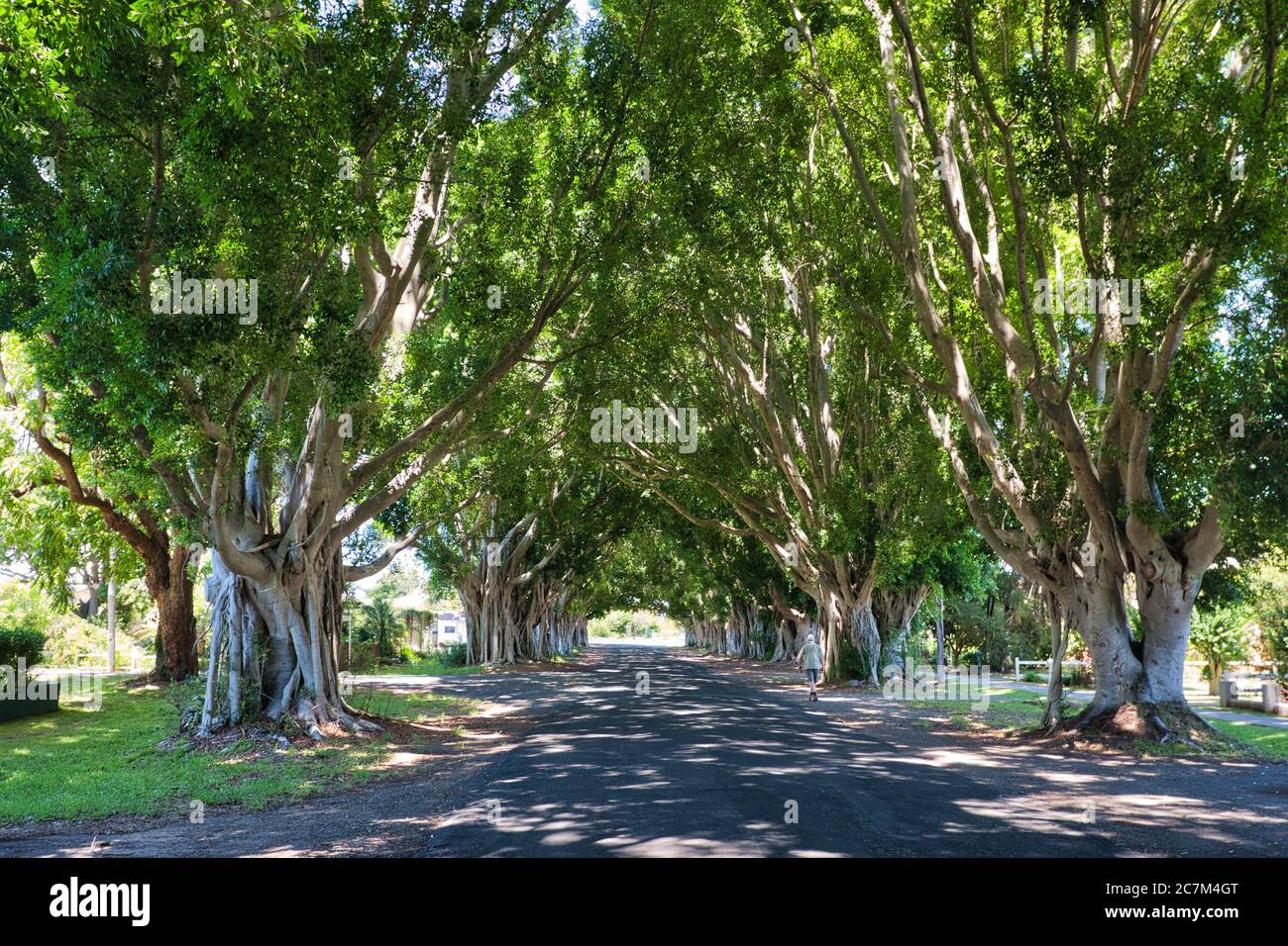 Una scena tranquilla che guarda lungo un viale di fichi selvatici formando un arco a tetto a Grafton, sulla costa medio orientale del nuovo Galles del Sud, Australia Foto Stock