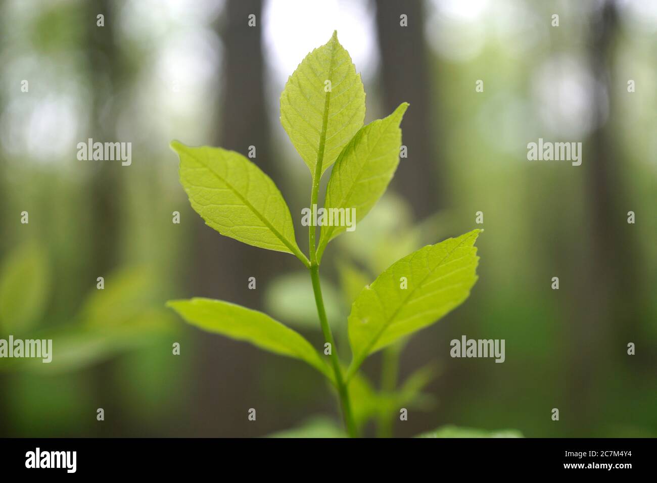 Fuoco selettivo delle foglie giovani di cenere con un sfondo sfocato Foto Stock