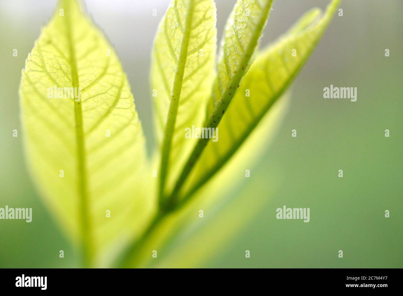Fuoco selettivo delle foglie giovani di cenere con un sfondo sfocato Foto Stock
