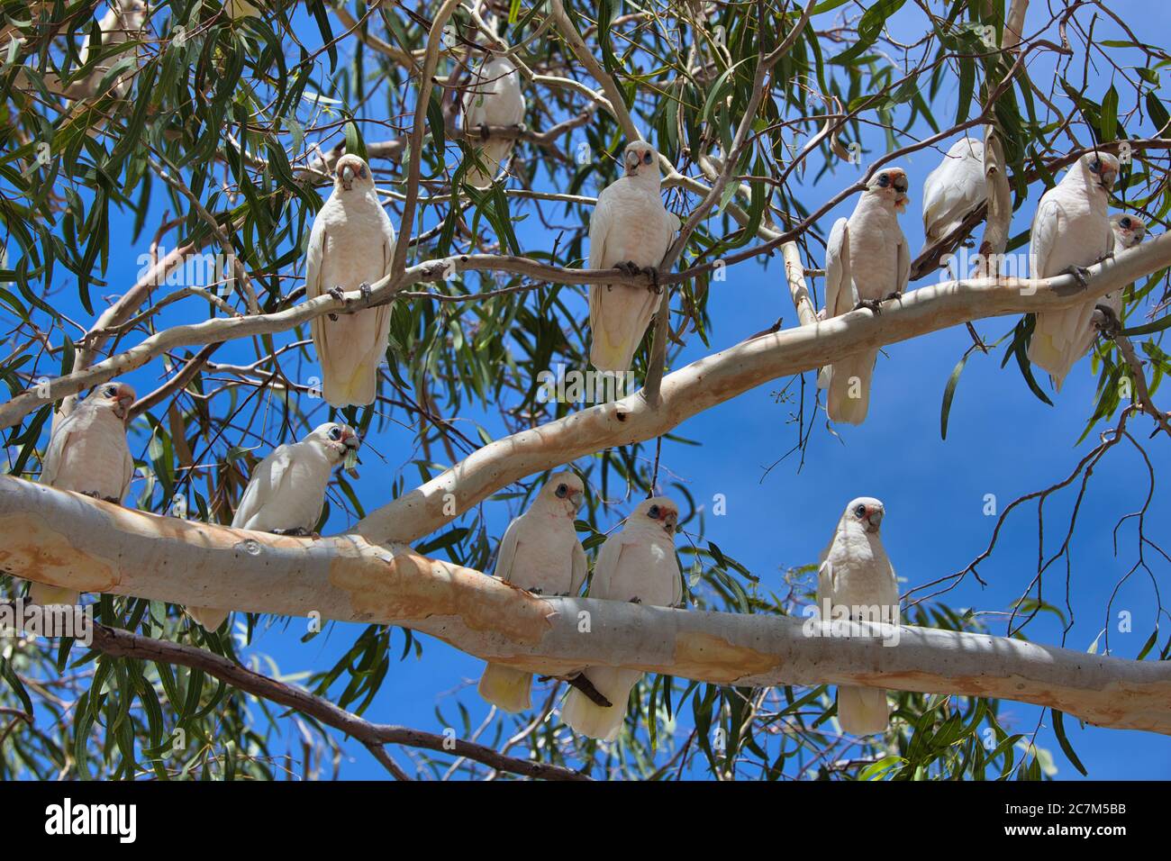 Un gregge di pappagalli di galah bianchi in un albero nella città di Geraldton, stato dell'Australia Occidentale, Australia Foto Stock