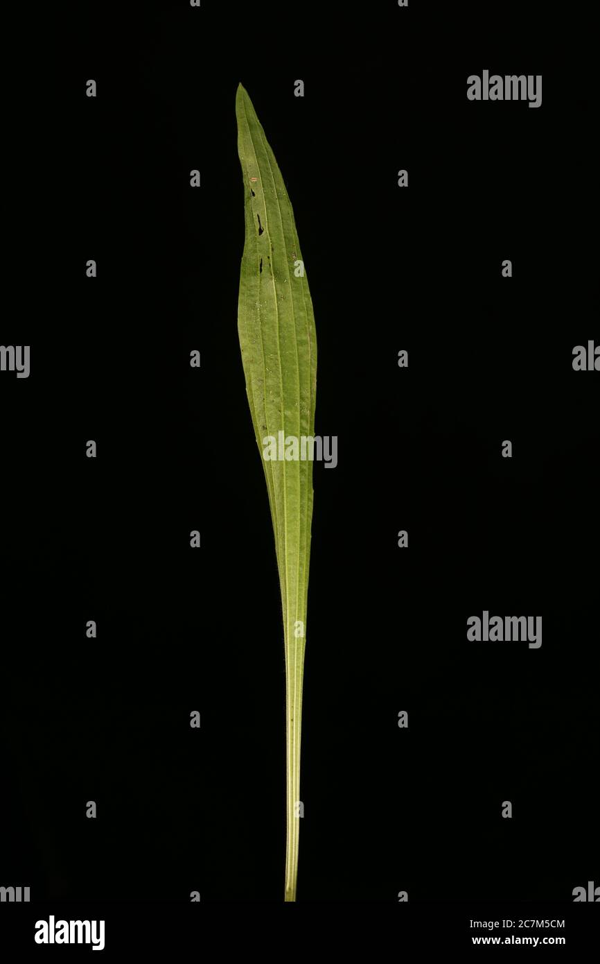 Plantain di Ribwort (Plantago lanceolata). Chiusura delle foglie Foto Stock