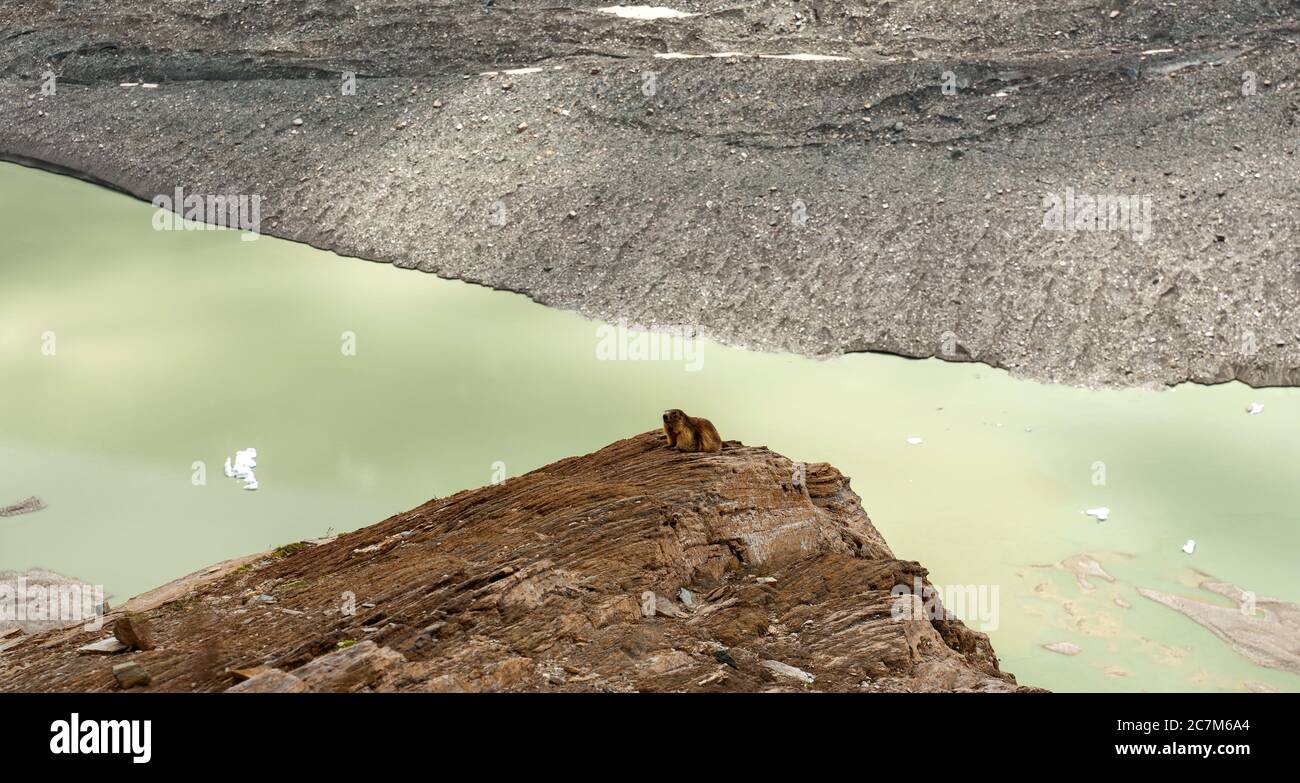 una marmotta seduta su una roccia nelle alpi Foto Stock