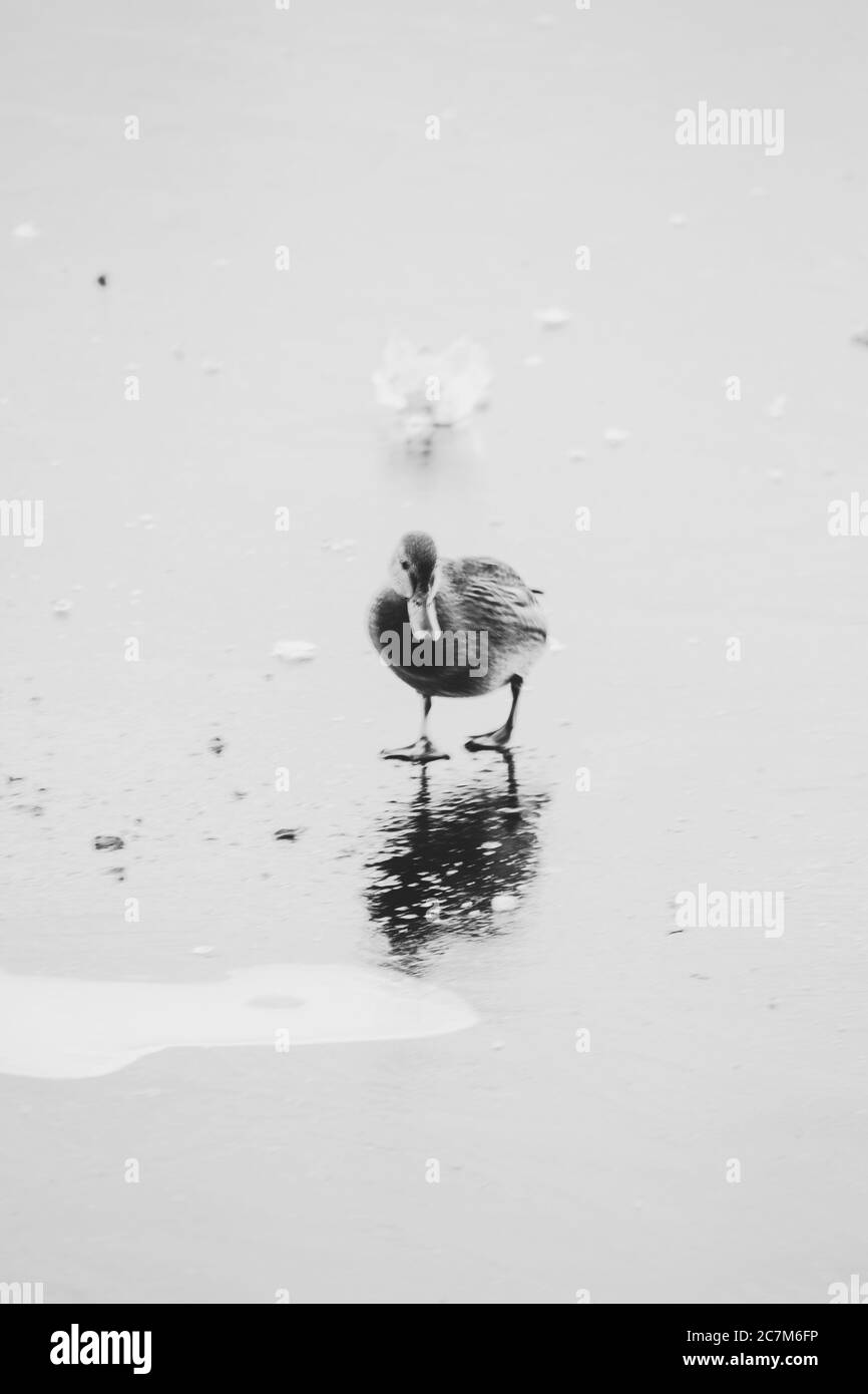 Foto verticale in bianco e nero di un anatroccolo che cammina sopra una riva Foto Stock